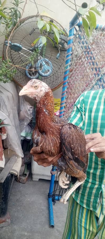 4000 jisna Lani ho rabta Kara 03092247271