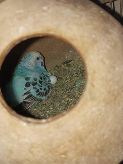 some birds available