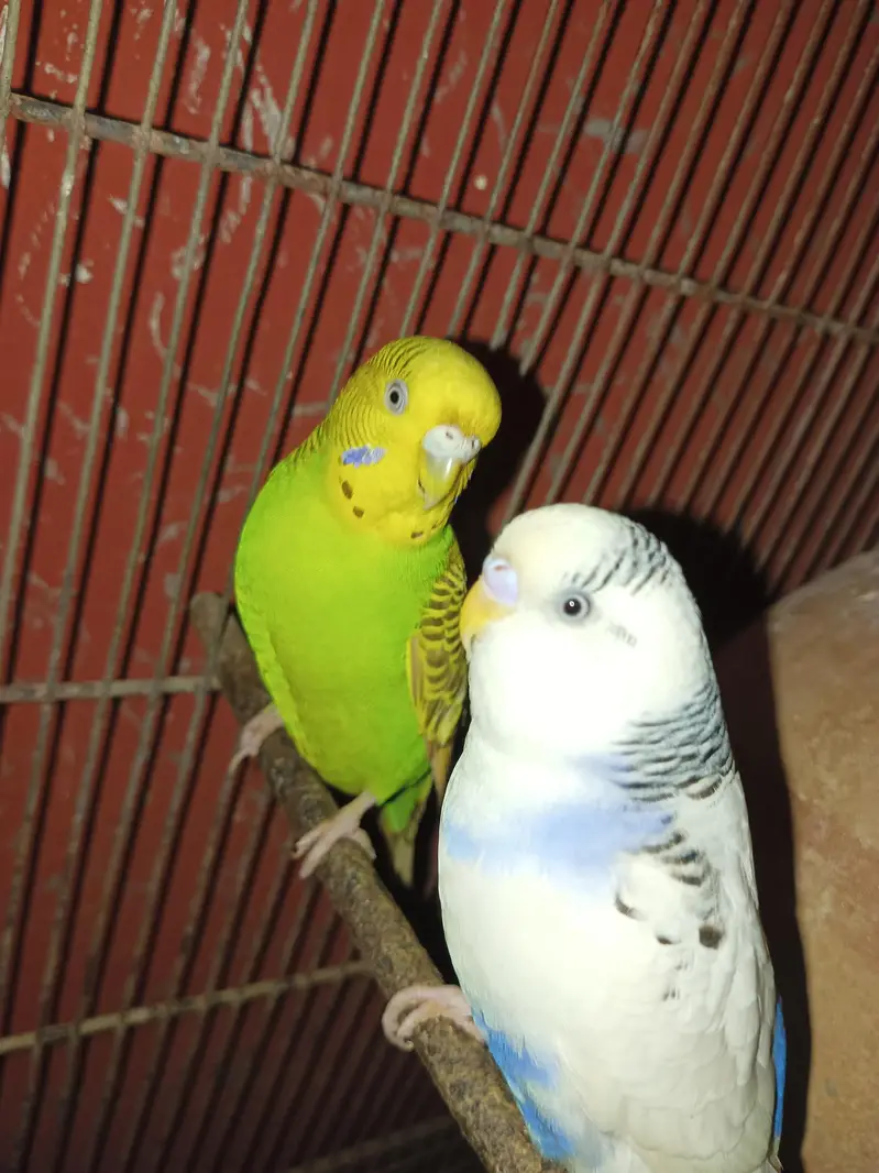 some birds available — photo 2