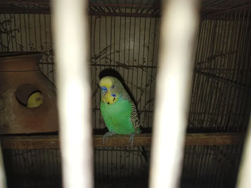 some birds available — photo 3