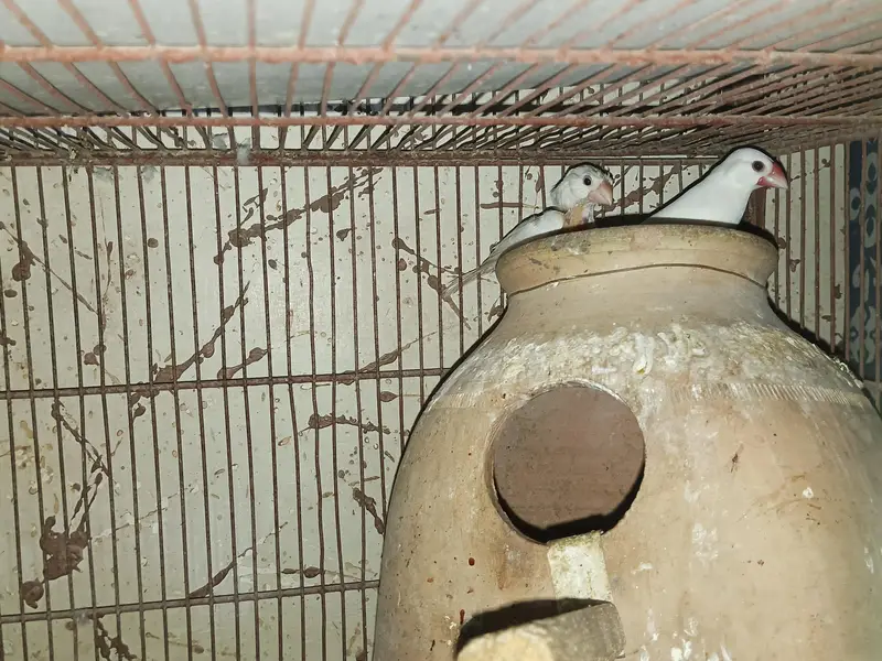 some birds available — photo 4