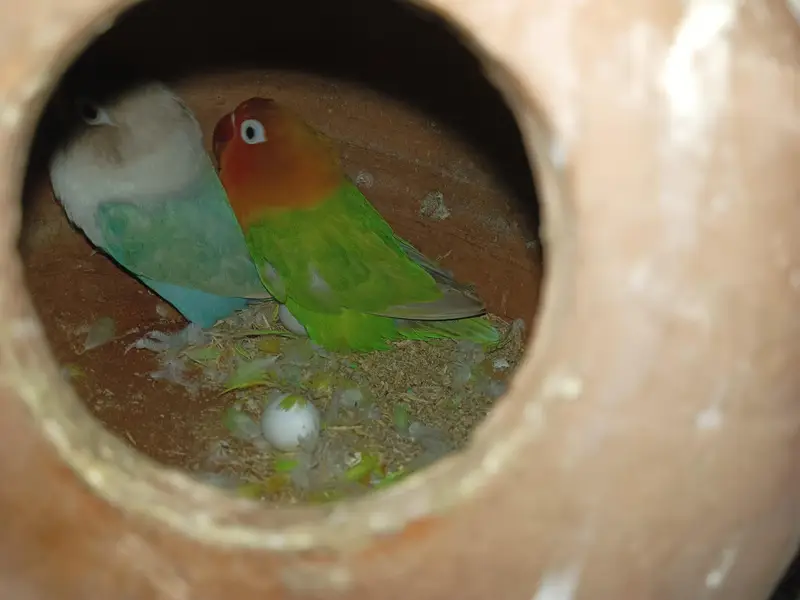 some birds available — photo 6