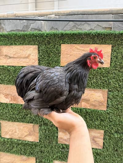Bantam pair and chicks available for a reasonable price