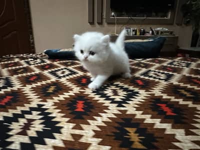 Persian punch face cat