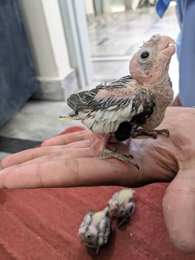 cocktail chick