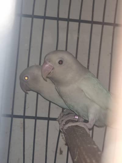 Love birds for sale