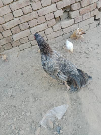for sale