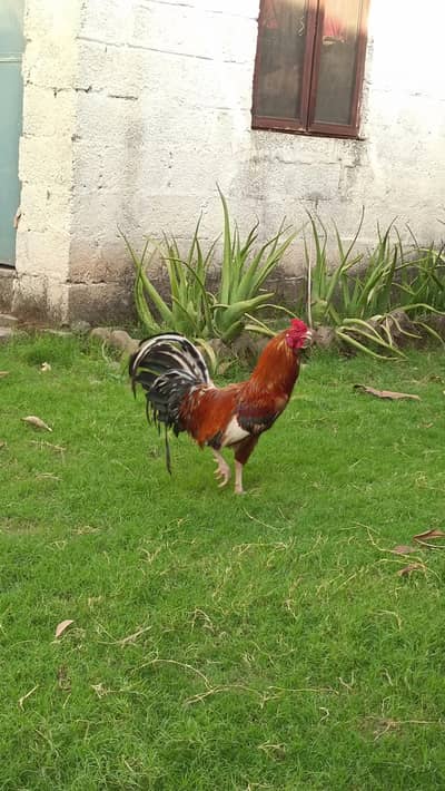 Desi Murgha for sale