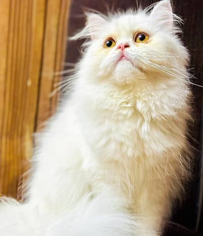 lolo cat