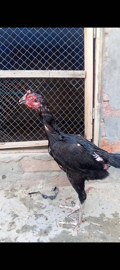 Hint cross hen