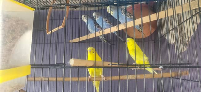 Big Cage 5 birds all Accessories
