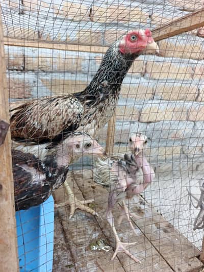 Hen pure desi with 5 chicks for sale