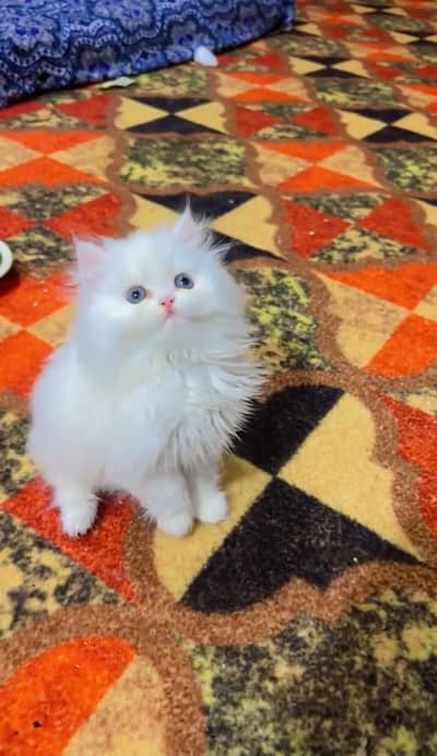 Persian kittens dua. whatp. 03258943611