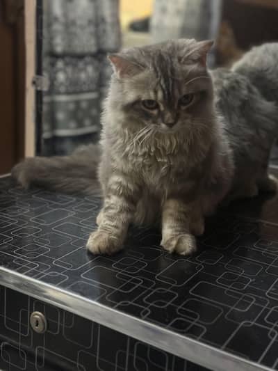 persian kitten