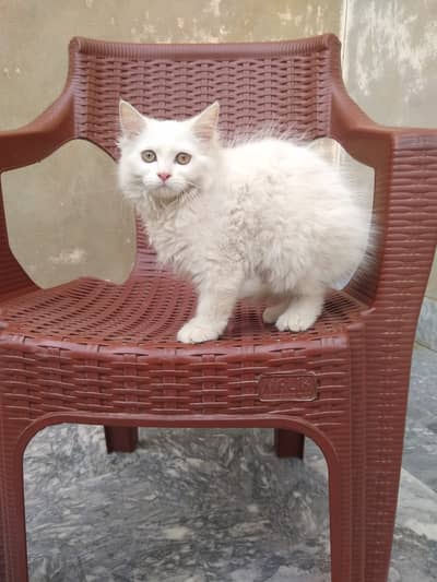 Pure White Persian Kitten 3 Months Old | Cute Fluffy Cat For Sale