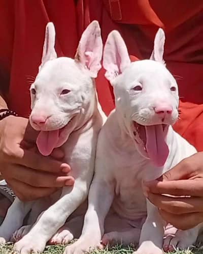 Kuwaiti gulteer paver pink nose pair available for sale