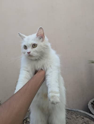 Persian cat