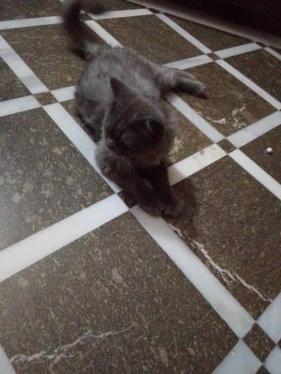 Persian cat