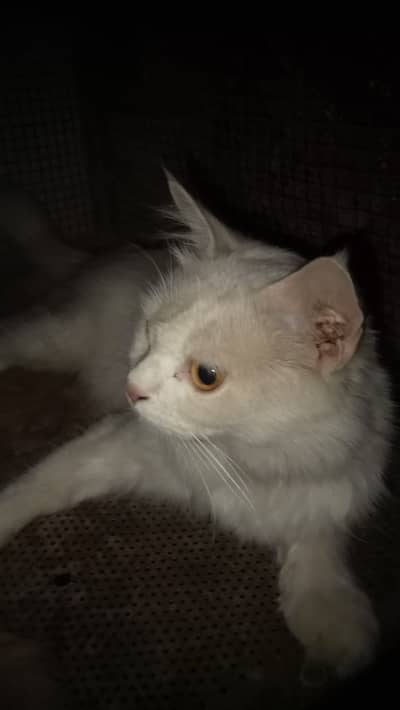 For Sale: Punch Face Persian Cats Combo | Khanewal  Details: 1. Kitte