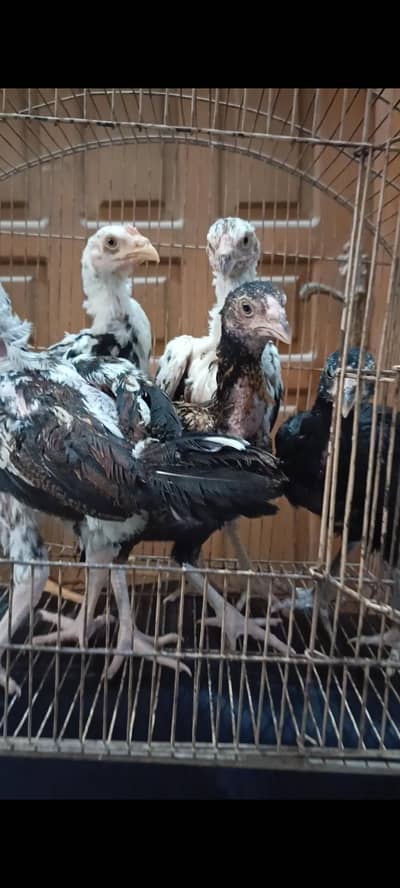 Aseel chicks