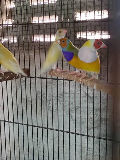 Gouldian finch and fawn jawa
