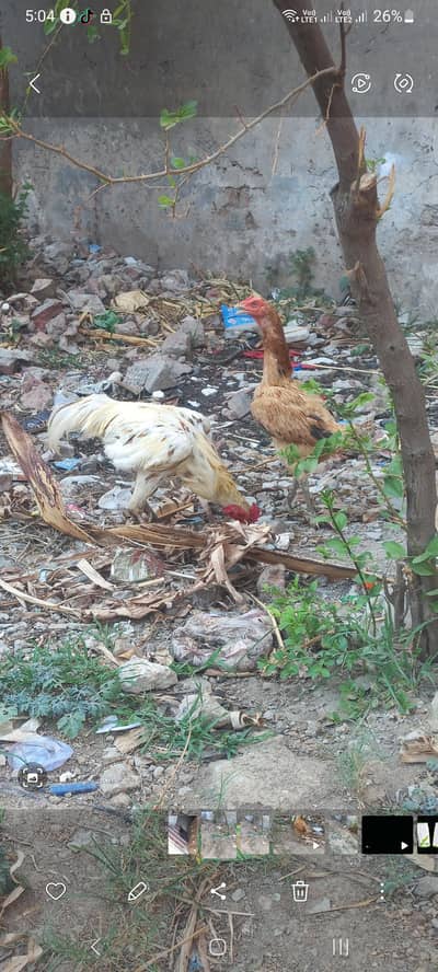 aseel pairs thai cross hen