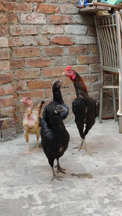 thai burmi patha khaprail naliyan or 2 madiyan
