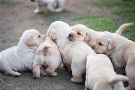 LABRADOR pedigree puppies 03151466500