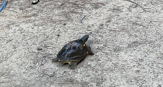 turtle for sale