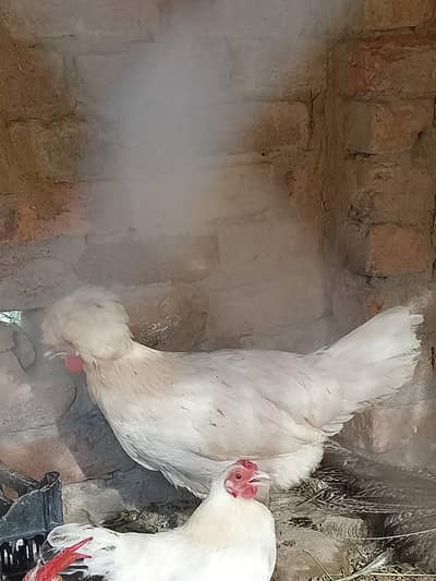 2 female