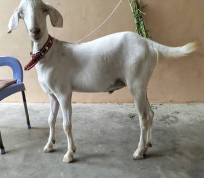 Male Goat/pakka kheera bakra