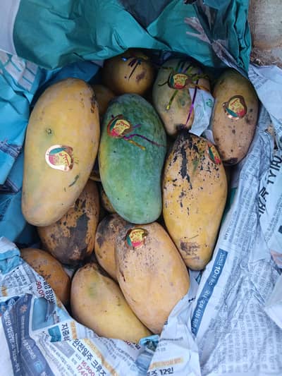 sale representative required for selling mangoes