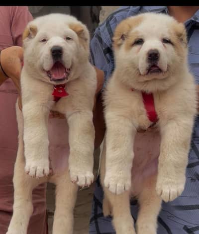 afghan Kuchi dog for sale available full security dog