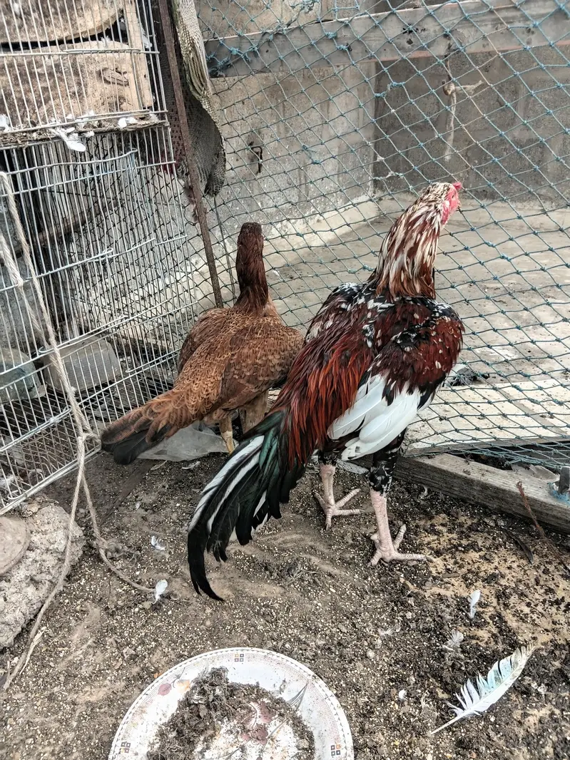 lal chena aseel pair — photo 2