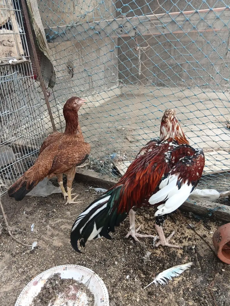 lal chena aseel pair — photo 3