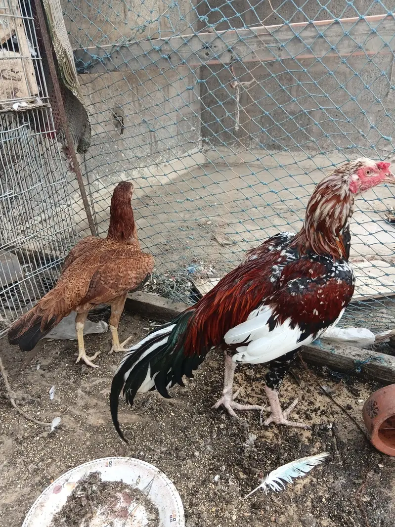 lal chena aseel pair — photo 4