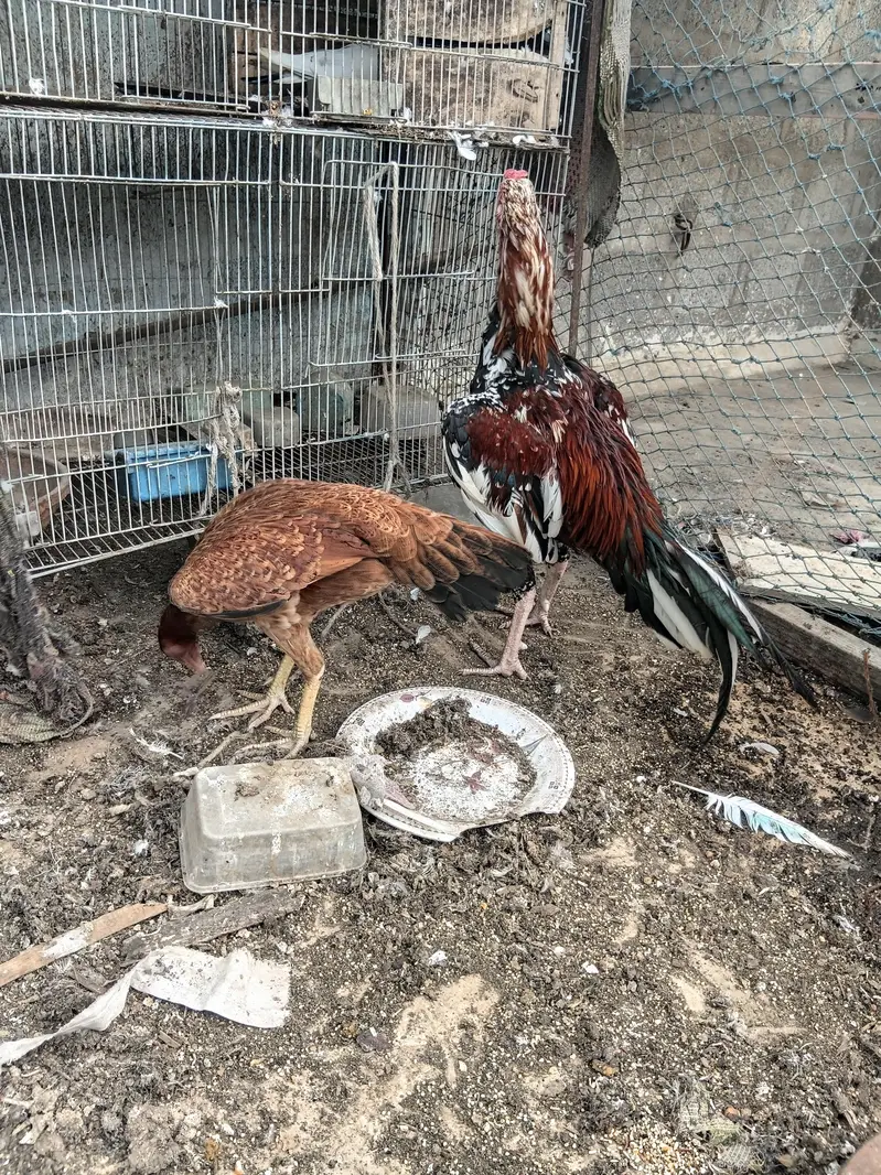 lal chena aseel pair — photo 5