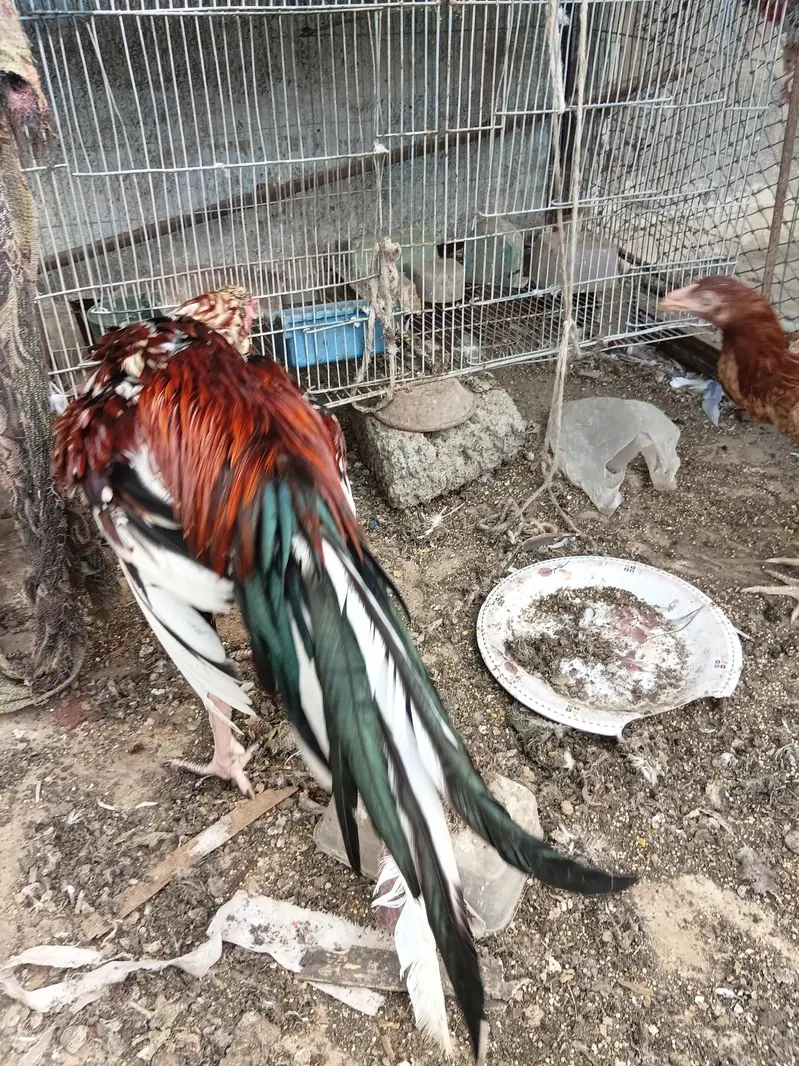 lal chena aseel pair — photo 9