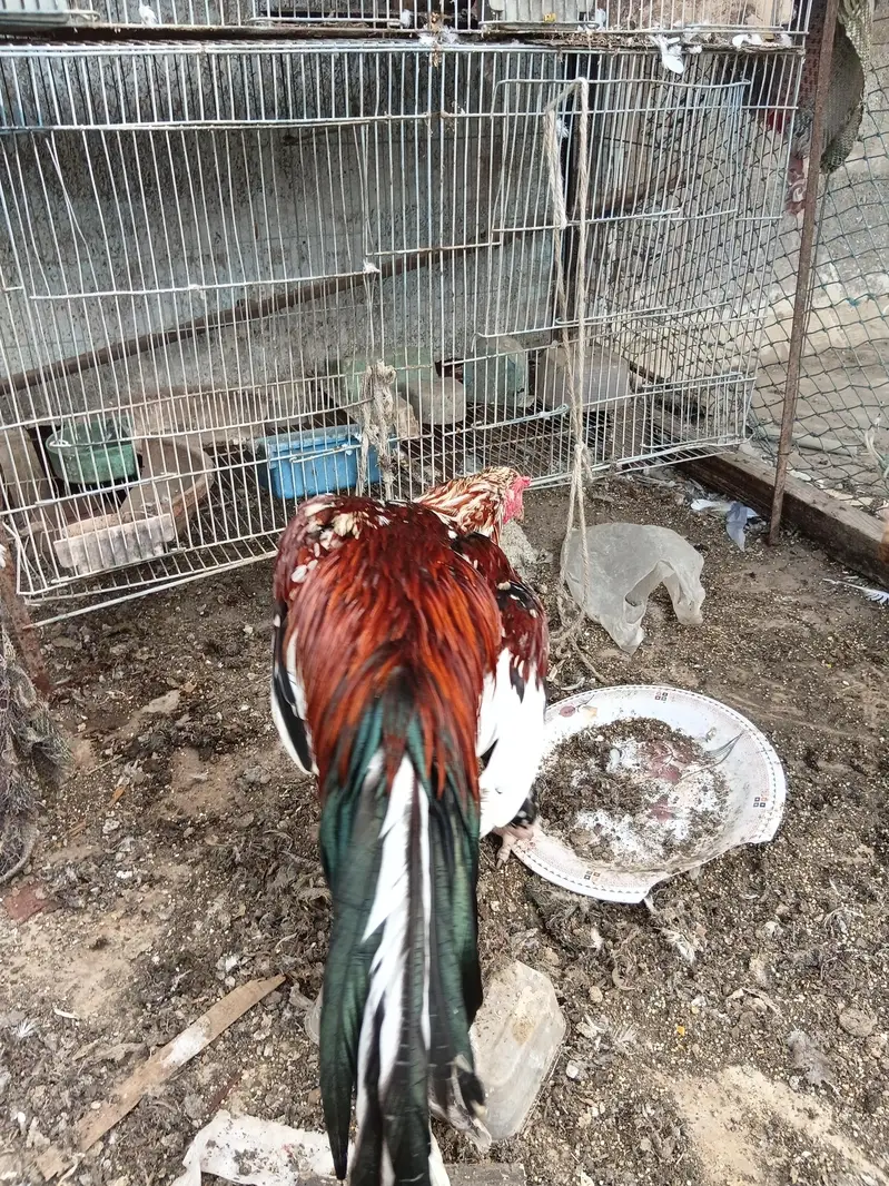 lal chena aseel pair — photo 10