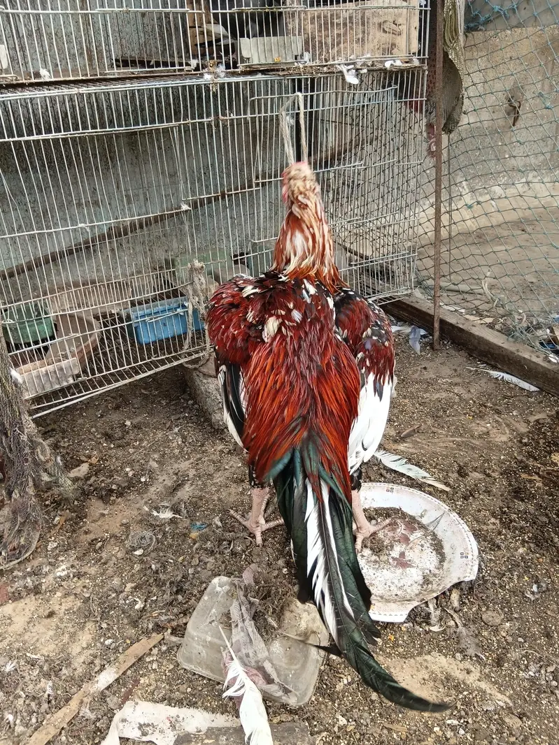 lal chena aseel pair — photo 11