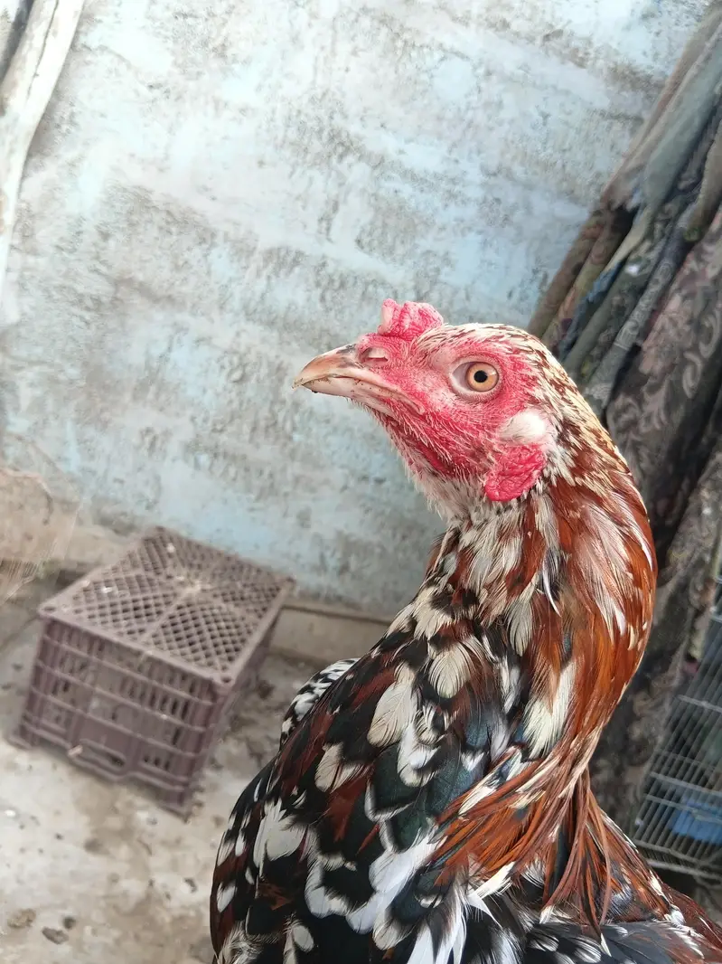 lal chena aseel pair — photo 12