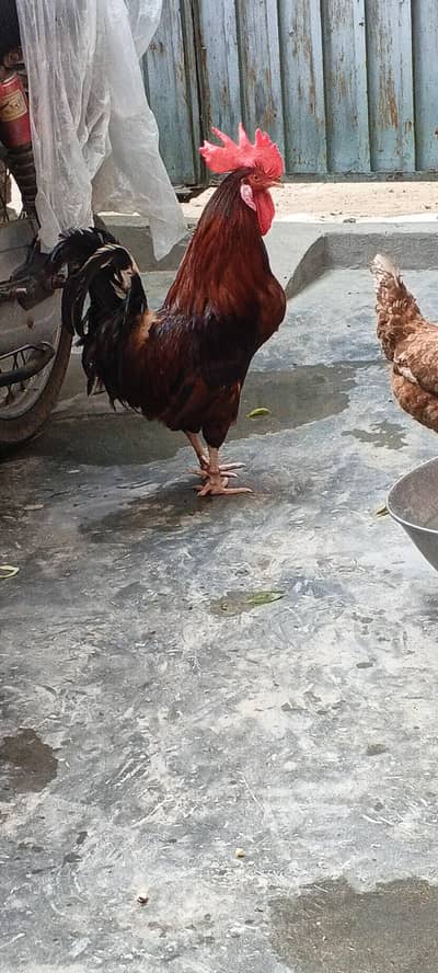 Golden Chicks