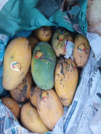 sale representative require for selling mangoes.