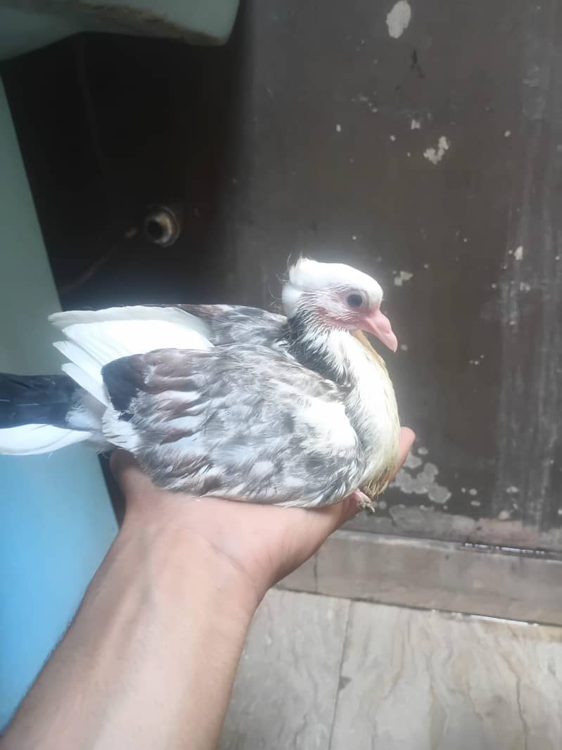 pango 2