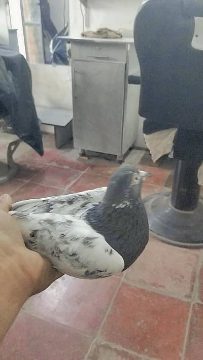 birds