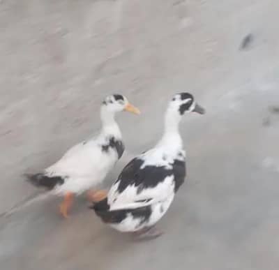 duck pair available