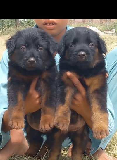 German Shepherd long coat male female for sale available