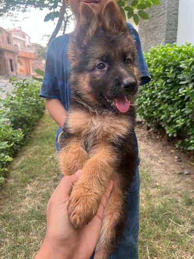 German shepherd Female puppies/ long Coat puppy / gsd dog