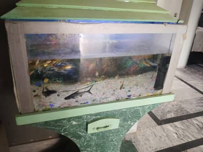 koi and blue line sharks