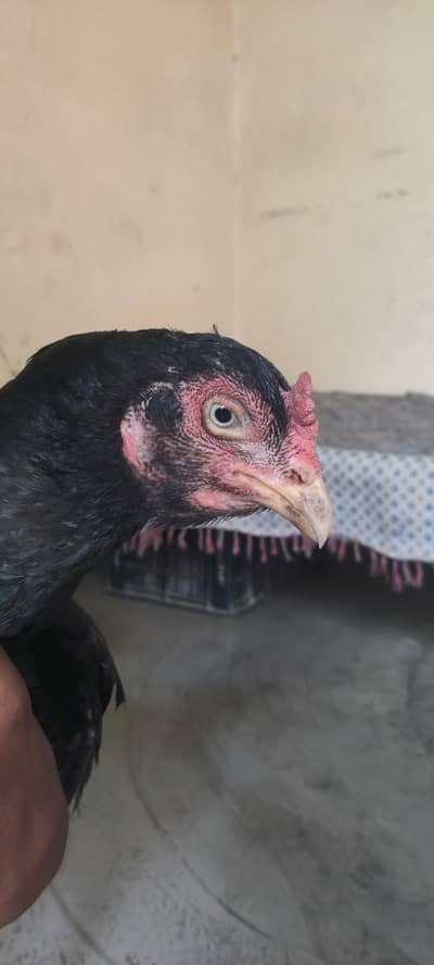 Kale nawab wali nasal. pure aseel keeli taji final price ha